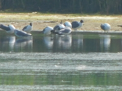 Leucophaeus atricilla