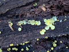 Chlorosplenium chlora