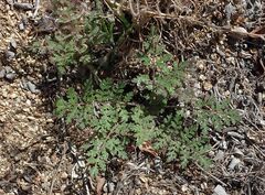 Phacelia distans