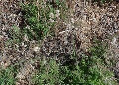 Phacelia distans