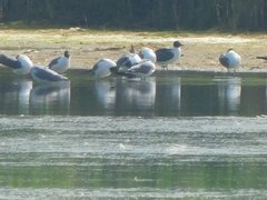Leucophaeus atricilla