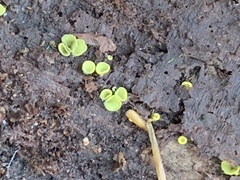 Chlorosplenium chlora