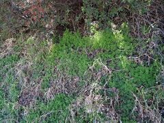 Phacelia distans