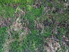 Phacelia distans