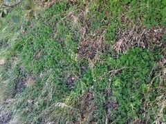 Phacelia distans