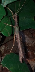 Creoxylus