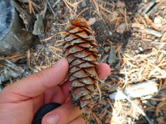 Pinus flexilis