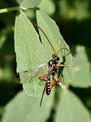 Echthromorpha intricatoria