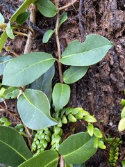 Hydrangea serratifolia