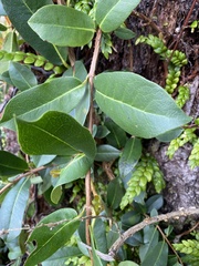 Hydrangea serratifolia