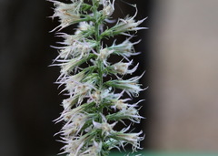 Liatris bridgesii
