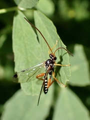 Echthromorpha intricatoria