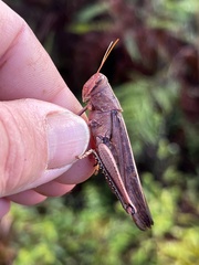 Schistocerca alutacea