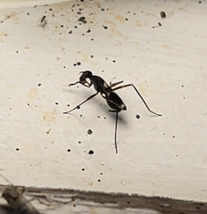 Taeniaptera trivittata