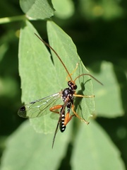 Echthromorpha intricatoria