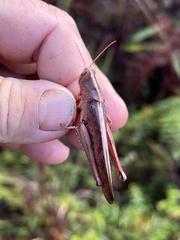 Schistocerca alutacea