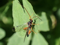 Echthromorpha intricatoria