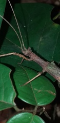 Creoxylus