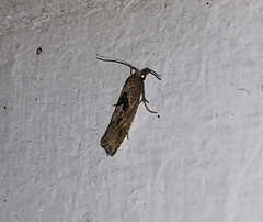 Pelochrista similiana