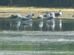 Leucophaeus atricilla