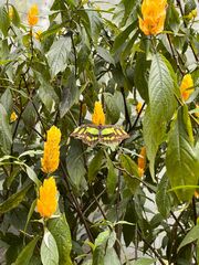 Siproeta stelenes