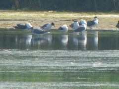 Leucophaeus atricilla
