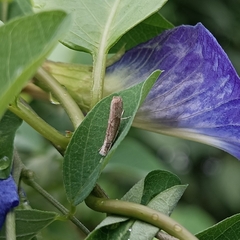 Culladia hastiferalis