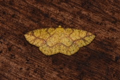 Periclina