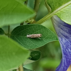 Culladia hastiferalis