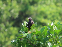 Acridotheres cristatellus