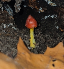 Hygrocybe