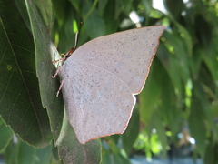 Curetis acuta paracuta