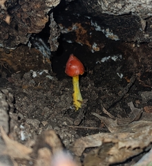 Hygrocybe