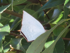 Curetis acuta paracuta