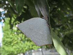 Curetis acuta paracuta