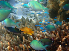 Chromis viridis