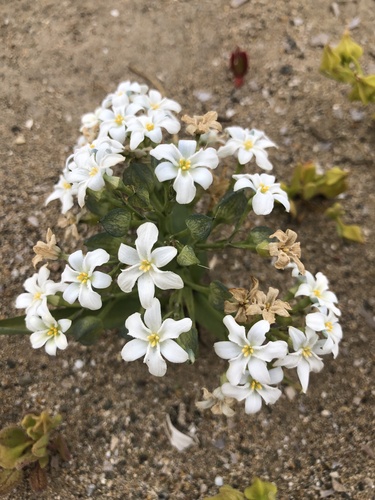 Zephyra compacta (Zephyra compacta)