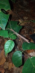 Creoxylus