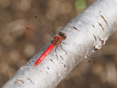 Sympetrum darwinianum
