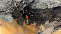 Hygrocybe