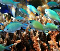 Chromis viridis