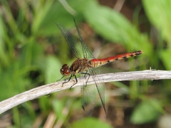 Sympetrum darwinianum