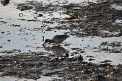 Anas crecca carolinensis