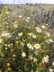 Minuria cunninghamii