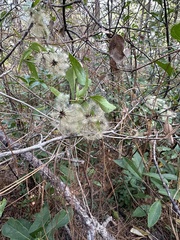 Clematis virginiana