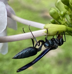 Synoeca septentrionalis