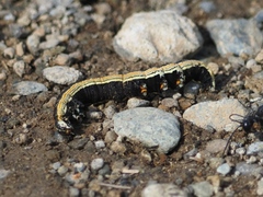 Grammodes geometrica