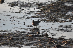 Anas crecca carolinensis