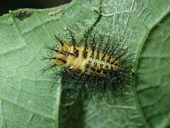 Diekeana admirabilis