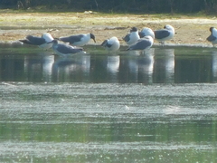 Leucophaeus atricilla